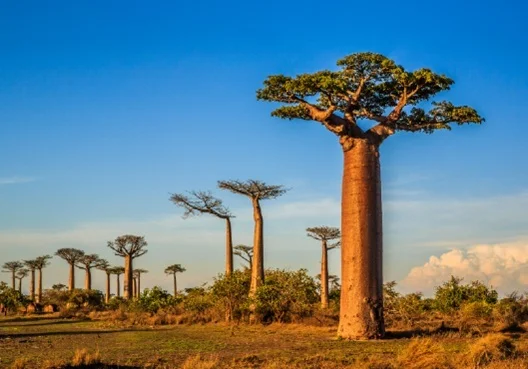 Africa