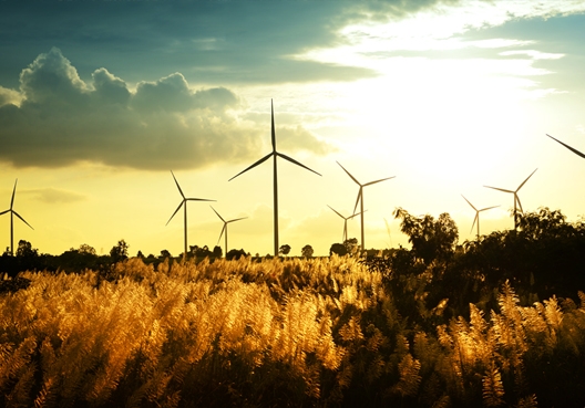 Windturbines in a field