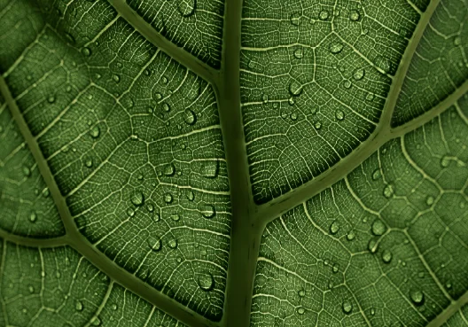 Our sustainability funds target specific green economy outcomes.